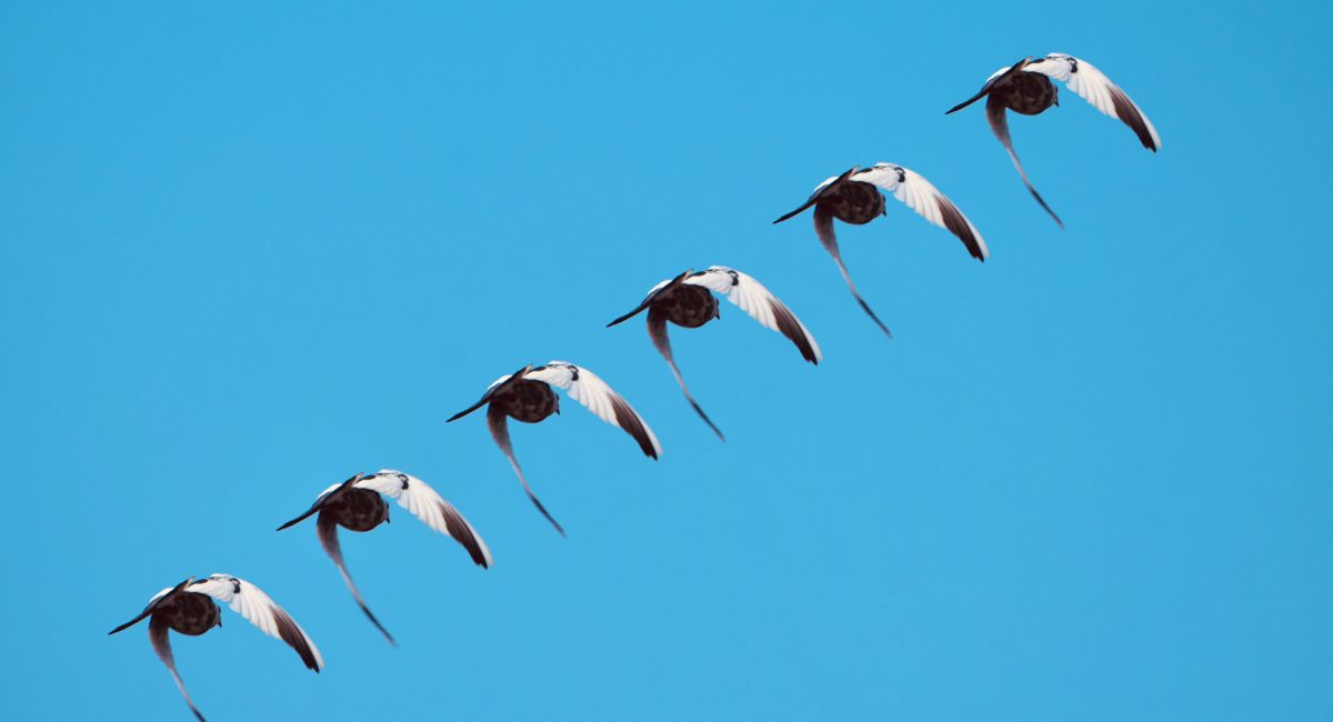 Group of flying birds flying in the sky unique photo