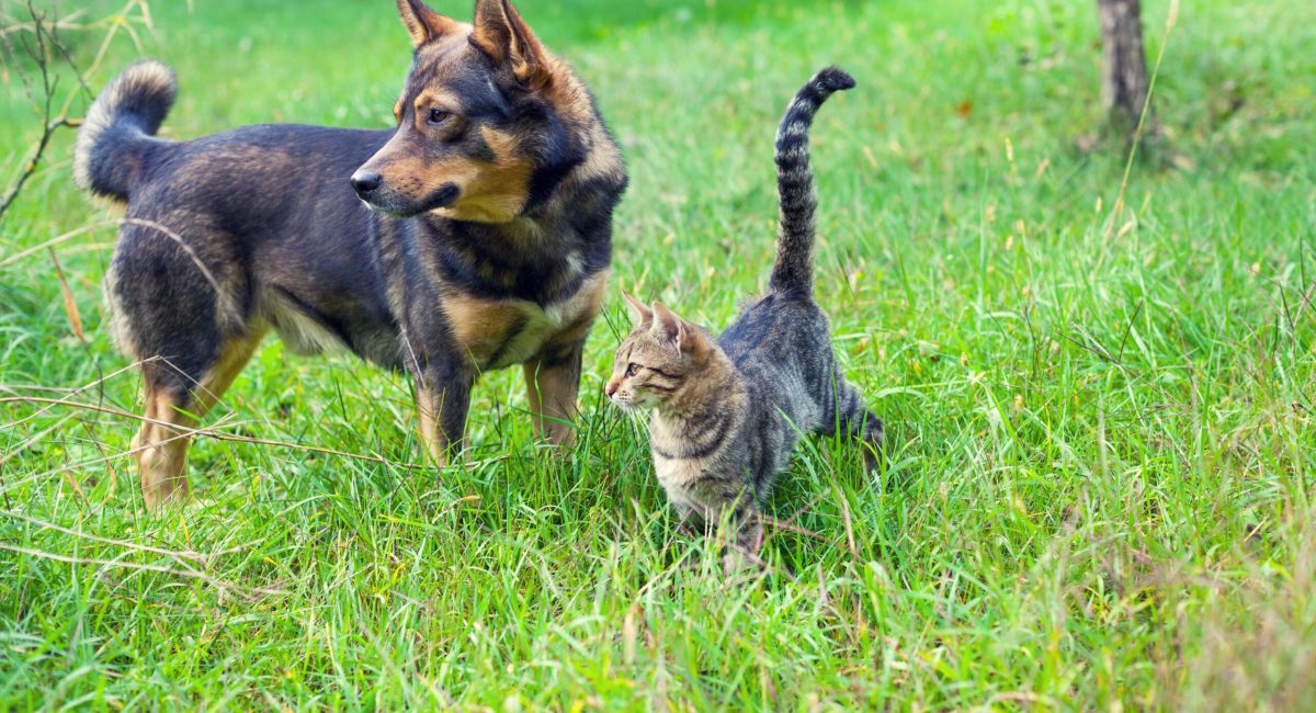 Dog and cat best friends walking together outdoor on the grass